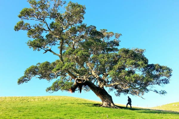 How to Trace Your Family Tree - 98% Success 3