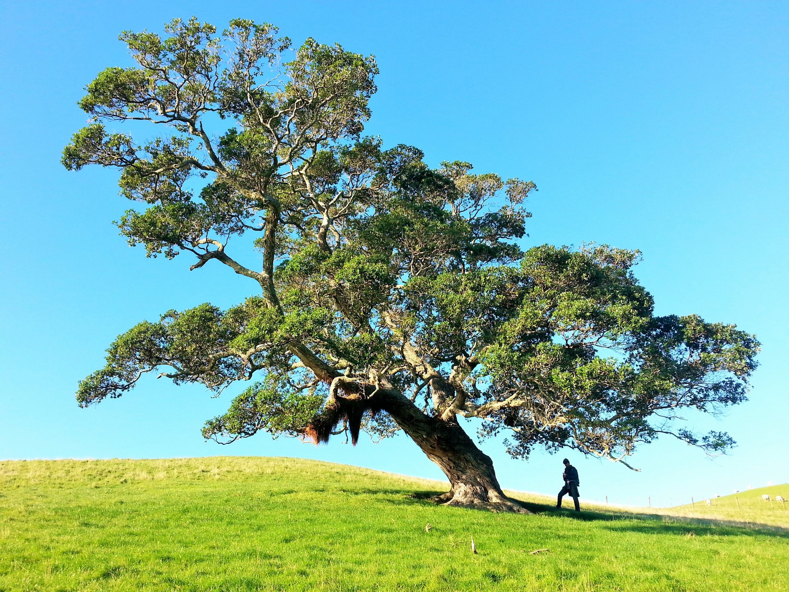 How to trace your family tree